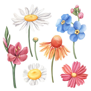 Set of wild summer flowers - camomile, marguerite, cornflower, forget-me-not, cosmos and lily, watercolour raster illustration isolated on white background. Set of watercolor wild, meadow flowers