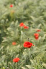 Rote Mohnblüten im Kornfeld