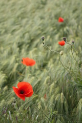 Obraz premium Rote Mohnblüten im Kornfeld