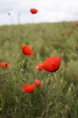 Rote Mohnblüten im Kornfeld