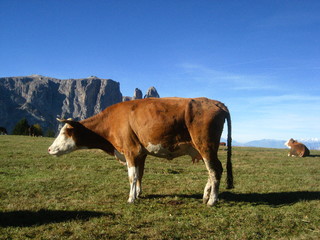 Kühe auf Almwiese mit Bergpanorama vor Nebeltal 
