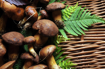 Fungi