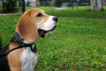Beautiful tri-color Beagle puppy English. Sitting on the green grass. Beagle is a breed of small hounds.