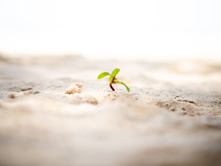 Tiny sprout grows on sand beach.
