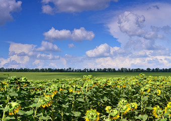 Fototapeta na wymiar Field of sunflowers under a blue summer sky with clouds