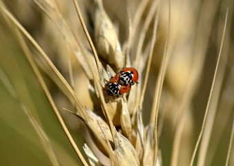Ladybirds on ears of wheat, macro, insects
