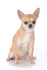 female short haired chihuahua