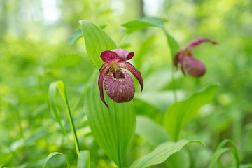 Naklejka na ściany i meble Disappearing view of wild orchid grandiflora Lady's Slipper (Cypripedium ventricosum) on a green background, in a natural environment.
