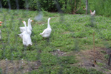 White geese, close-up of the household grazing on the lawn.