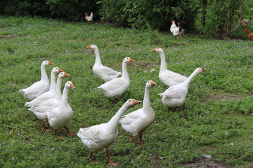 White geese, close-up of the household grazing on the lawn.