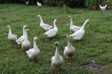 White geese, close-up of the household grazing on the lawn.