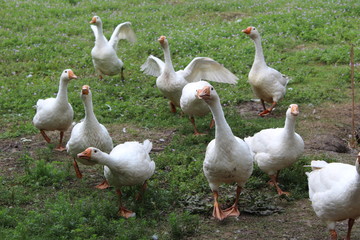 Obraz premium White geese, close-up of the household grazing on the lawn.