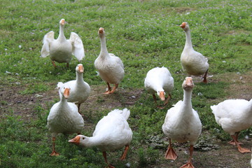 White geese, close-up of the household grazing on the lawn.
