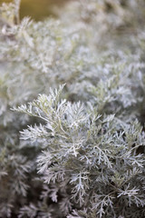 Beautiful flowers in Lakeshore Park