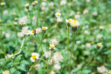 Closeup of white flowers blooming