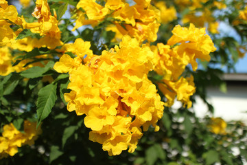 Yellow trumpet-flower,Trumpetbush (Tecoma stans) blooming in the garden.