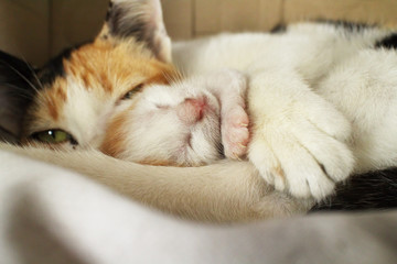 Cat mom hugs her kitten.