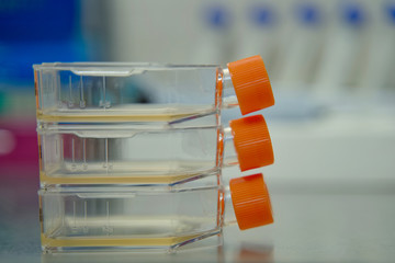 Cell culture flask for monolayers cells in the culture medium.