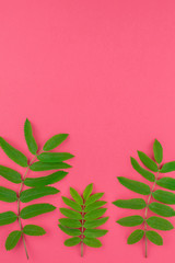 Green rowan tree leaves on bright pink background