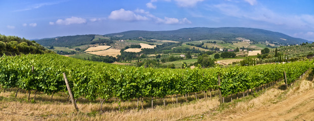 View on a San Geminiano vineyard, Tuscany - Italy