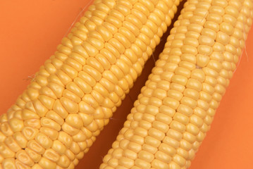 Corn on a colored background