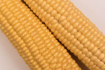 Corn on a colored background