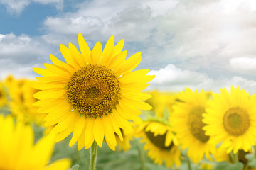 Blooming sunflower in the blue sky background.