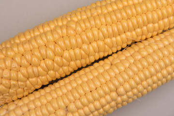 Corn on a colored background