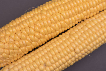 Corn on a colored background