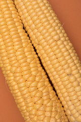 Corn on a colored background