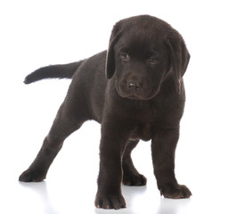 female labrador retriever