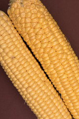 Corn on a colored background