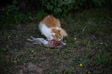 Cat killed rabbit