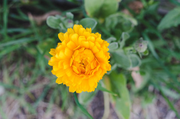 Yellow calendula flower.