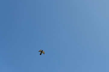 Black bird is flying on the blue sky.