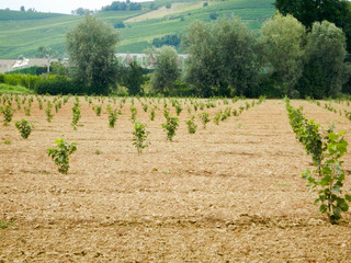 Obraz premium Hill near La Morra with hazelnut field in the Langhe, Piedmont - Italy