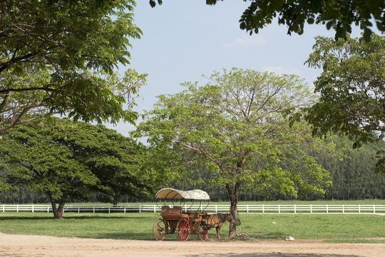 horse drawn carriage or calesa in farm