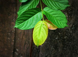 Close-up Fresh Green and Yellow Leaves Against Dark Old Wooden Background