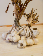 Some garlic heads for cooking