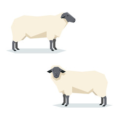 Flat geometric Suffolk sheep