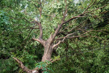 Broken tree after storm.