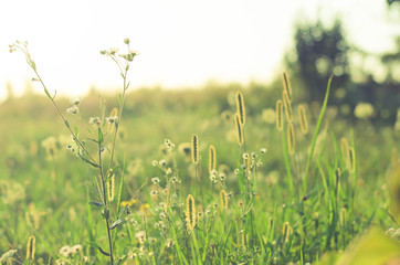 field flowers, grass background