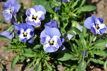 Bunch of purple-white viola flowers blooming in the sunshine