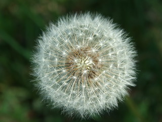 Dandelion