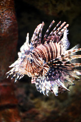 Fototapeta na wymiar A beautiful lion fish in a saltwater aquarium. 