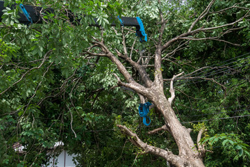 Crane lifting Broken tree