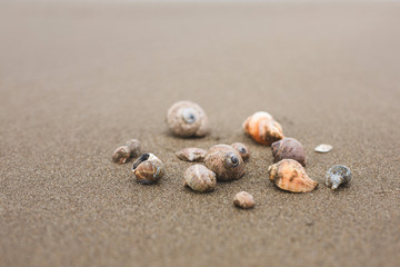 Different Sea shells on a beach with sand beach background