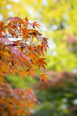 the beautiful autumn color of Japan maple leaves on tree is green, yellow, orange and red discoloration in the park, when the leaves change colorful