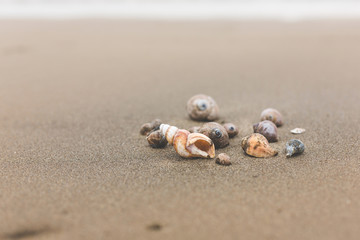 Different Sea shells on a beach with sand beach background