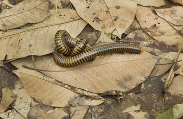 millipede sexual on brown leaf on earth.